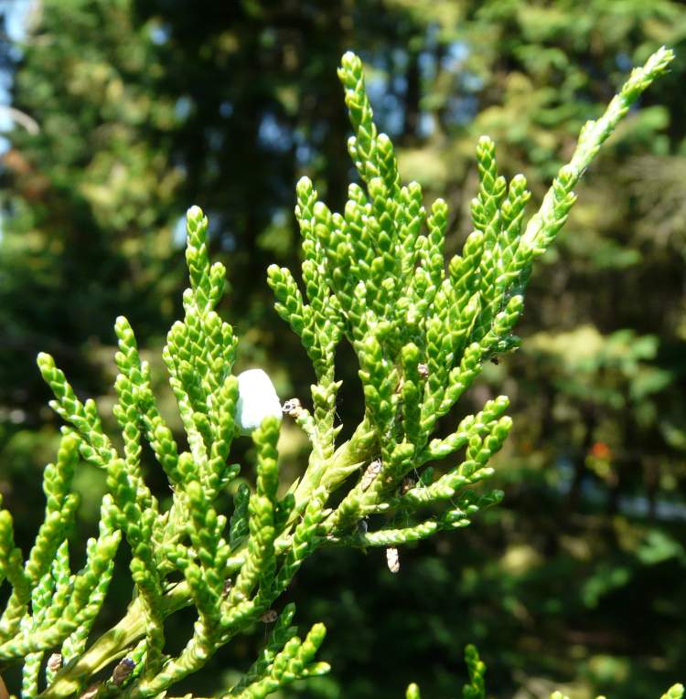 Juniperus virginiana L.