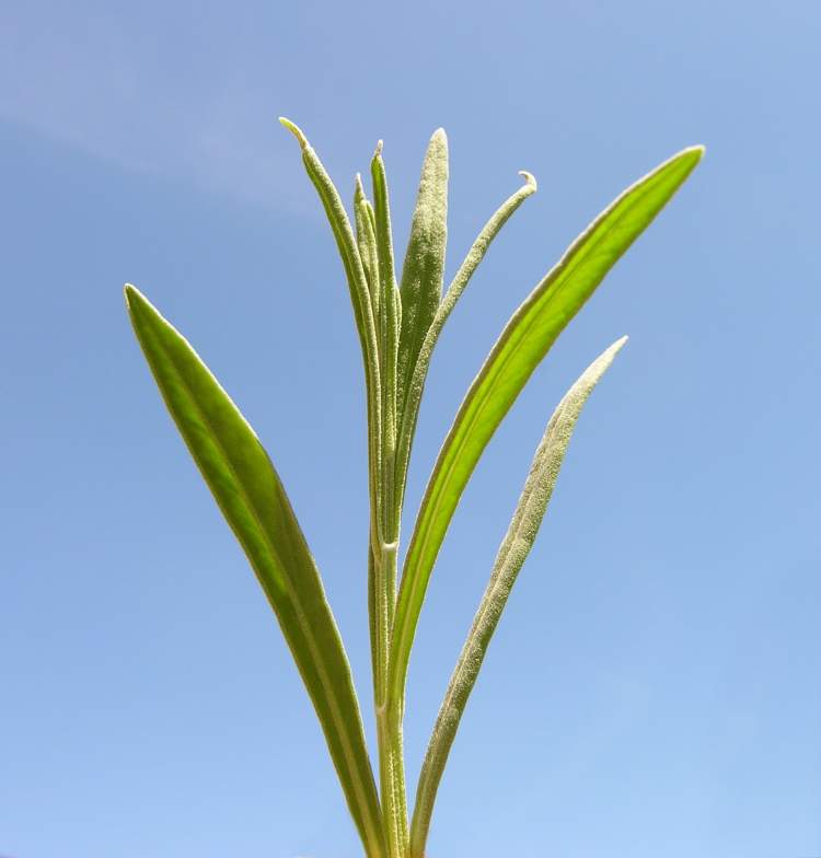 Lavandula angustifolia Mill. subsp. angustifolia