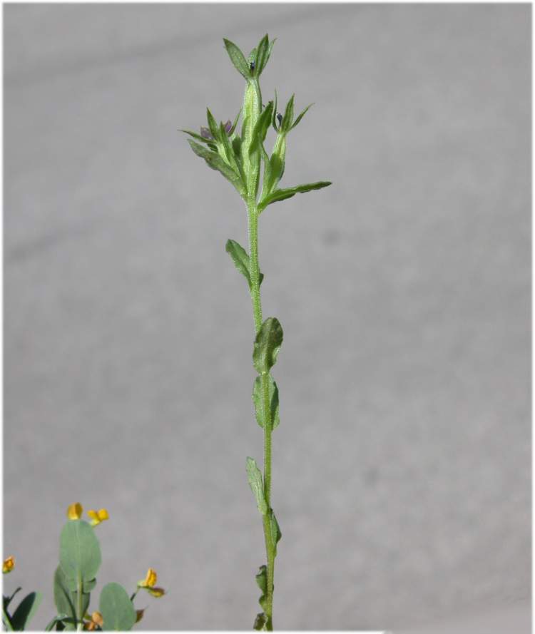 Legousia hybrida (L.) Delarbre