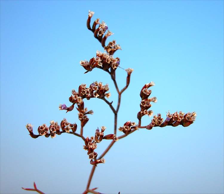 Limonium bellidifolium (Gouan) Dumort.