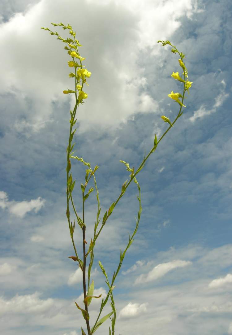 Linaria genistifolia, Balkan Toadflax, broomleaf toadflax, Linajola a foglie di Ginestra