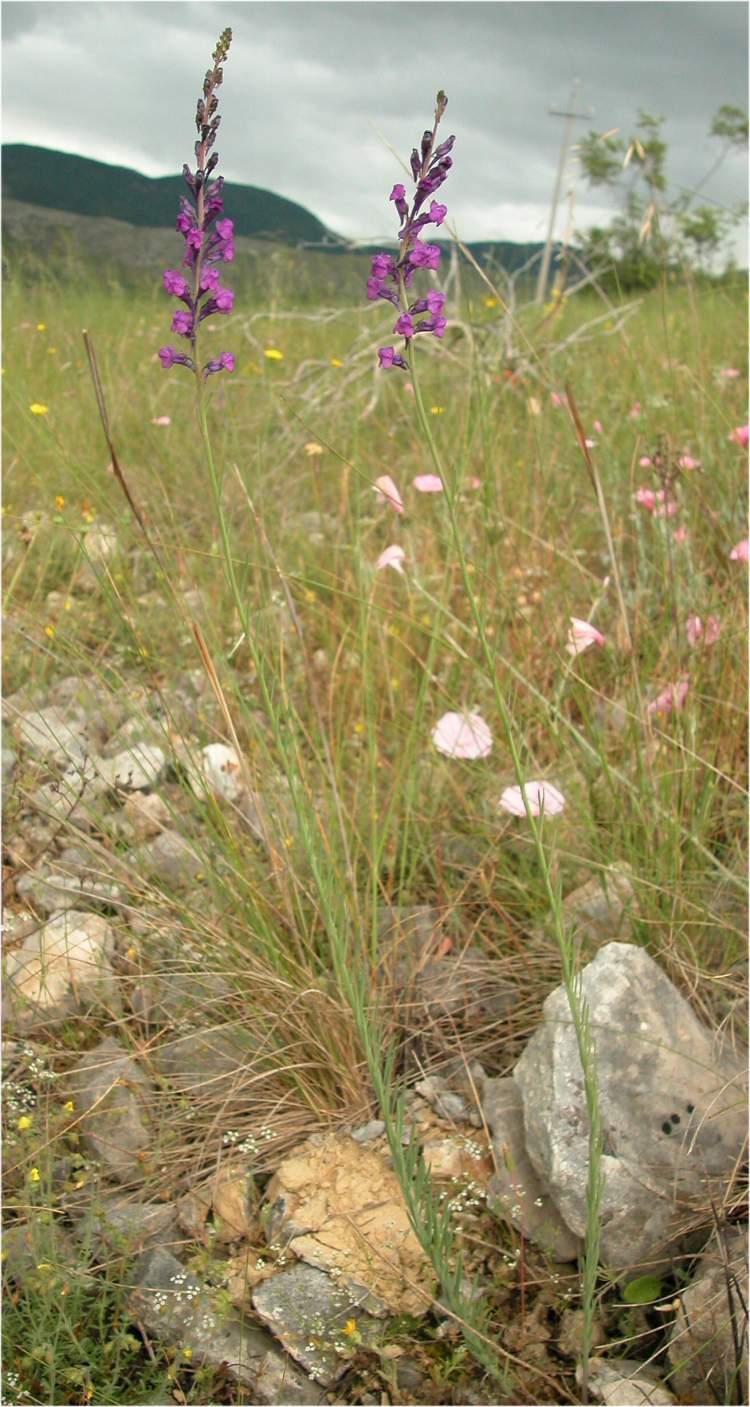 Linaria purpurea (L.) Mill.