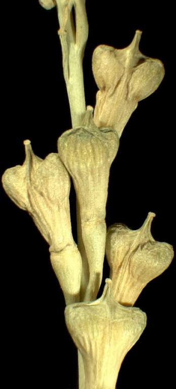 Myagrum perfoliatum L.