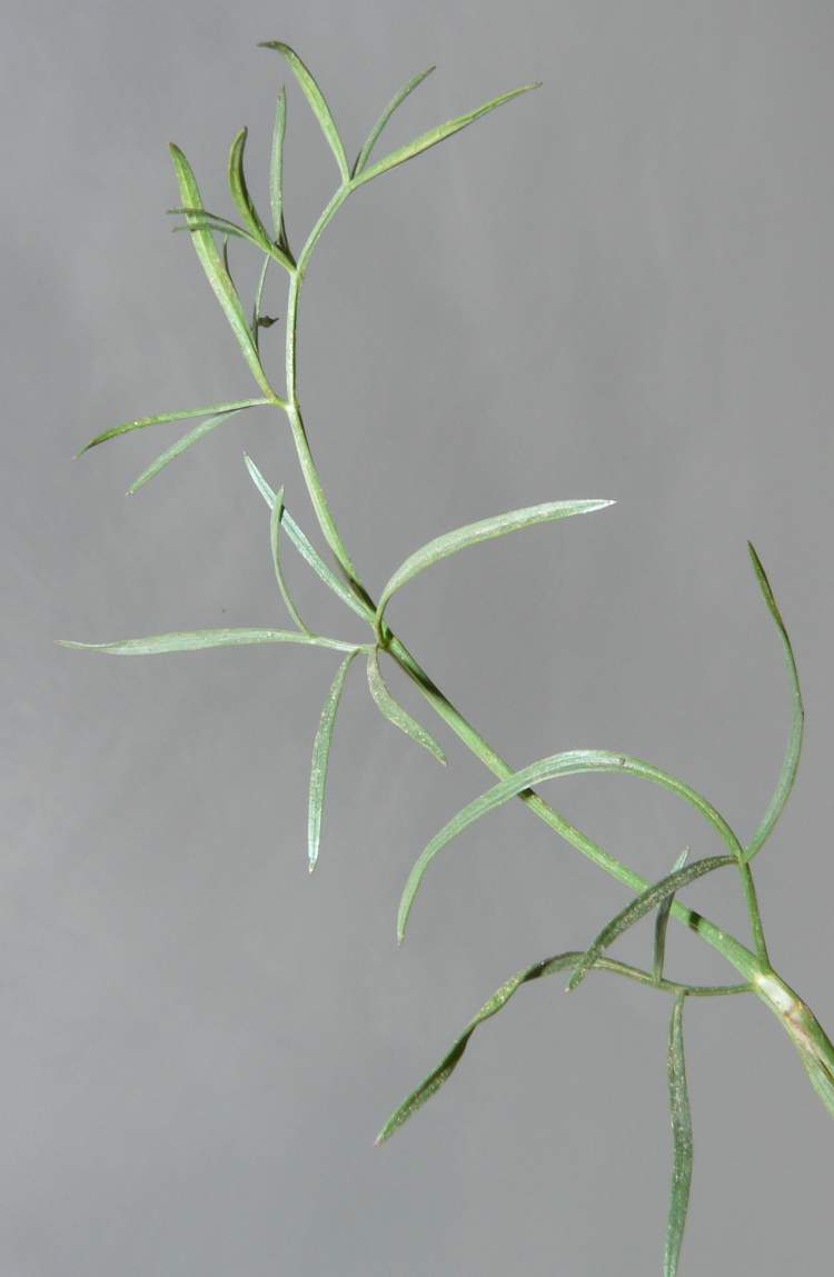 Oenanthe silaifolia M. Bieb.