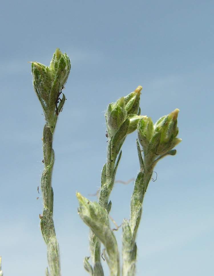 Oglifa minima (Sm.) Rchb. f.