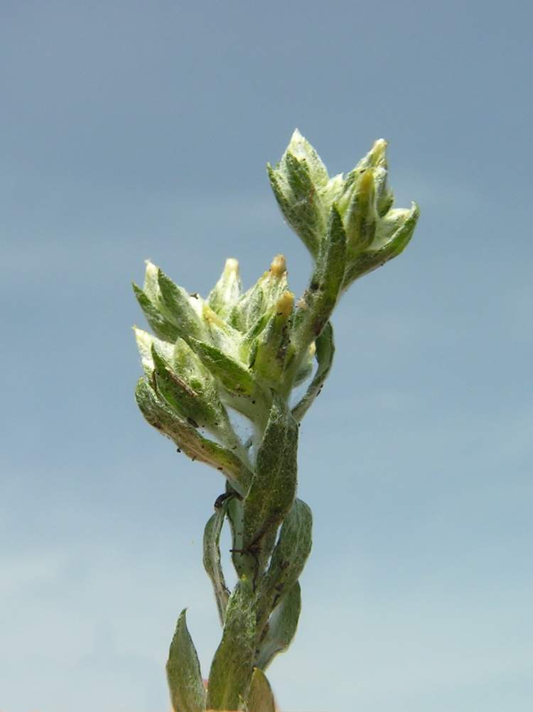 Oglifa minima (Sm.) Rchb. f.