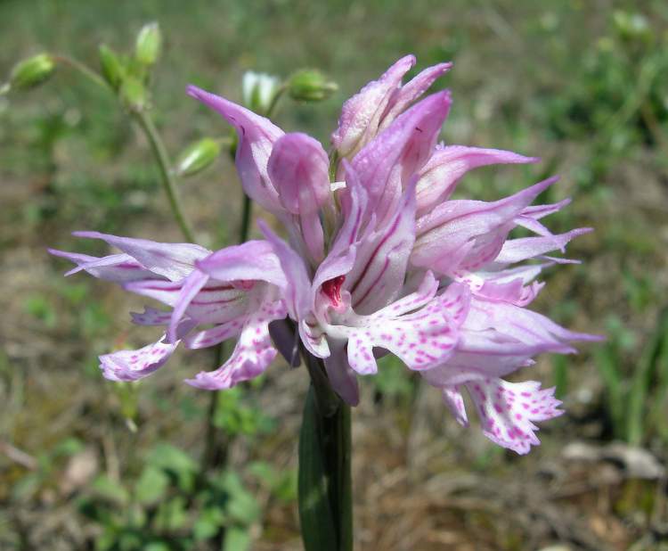 Orchis tridentata Scop.