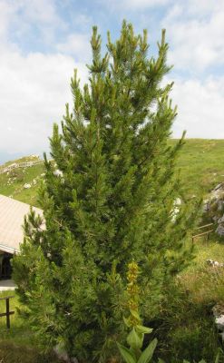 Pinus cembra - 