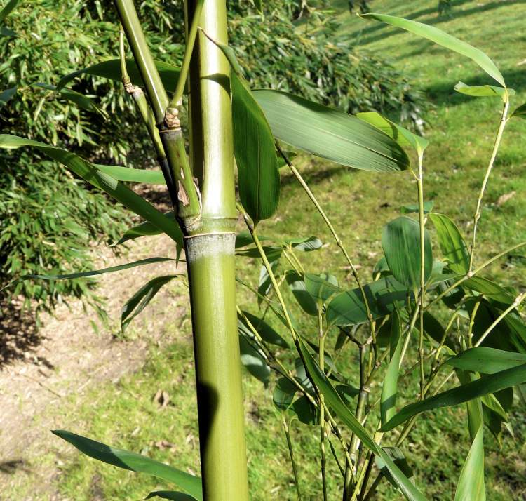 Phyllostachys makinoi, guizhu, louzhu, Makino bamboo, mianzhu, taiwan guizhu, taiwan-madake