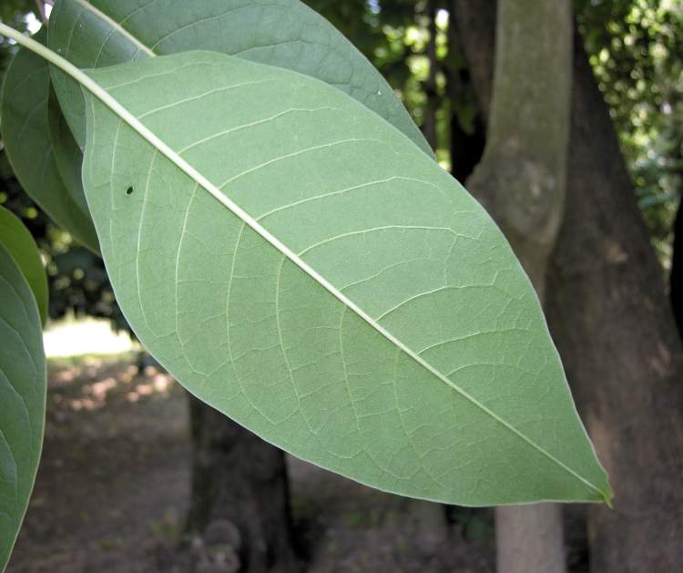 Phytolacca dioica L.