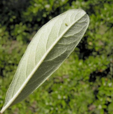 Pyracantha angustifolia - a