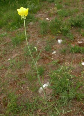 Ranunculus illyricus - 