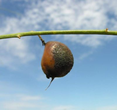 Retama monosperma - a