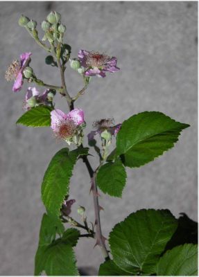 Rubus ulmifolius - 