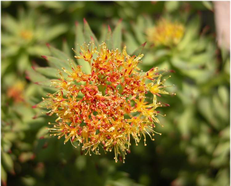 Rhodiola rosea