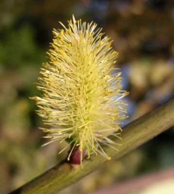 Salix aurita - 