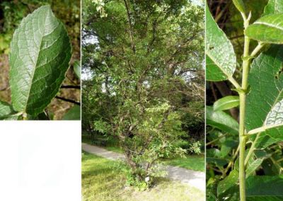 Salix mielichhoferi