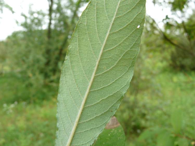 Salix gmelinii Pall.