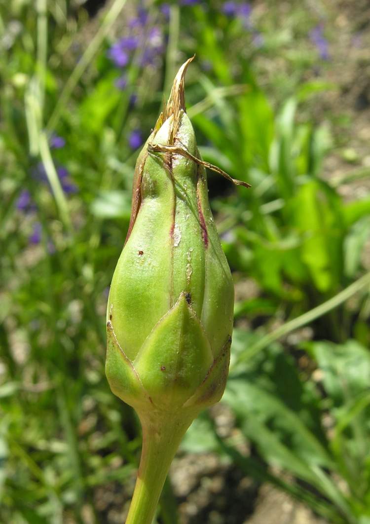 Scorzonera hispanica subsp. hispanica