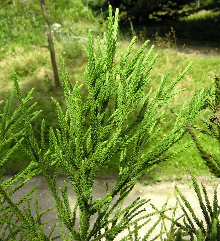 Sequoiadendron giganteum (Lindl.) J. Buchholz