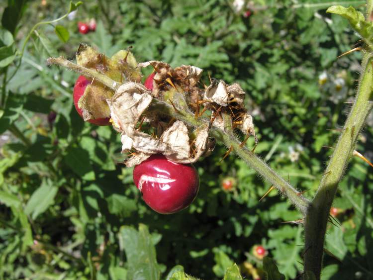 Solanum sisymbrifolium Lam.