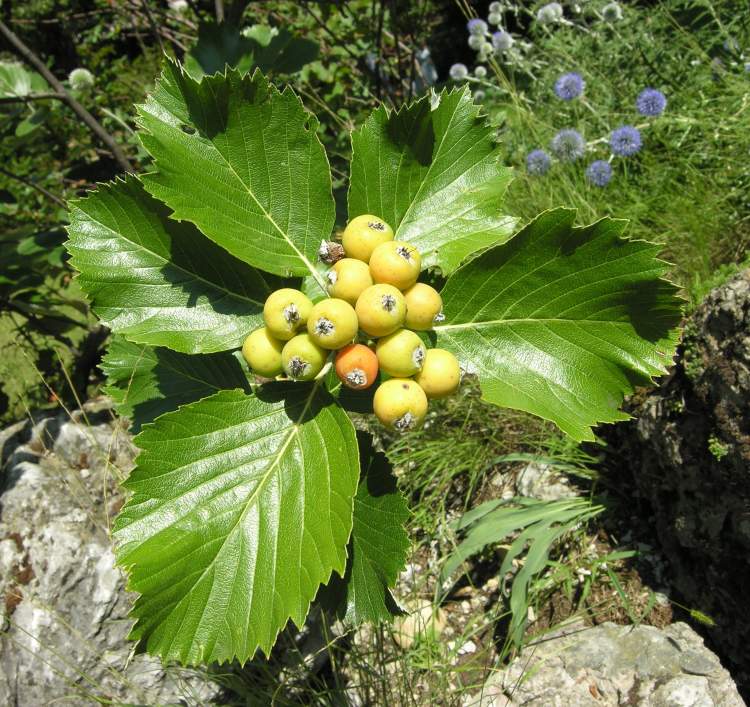 Sorbus aria (L.) Crantz