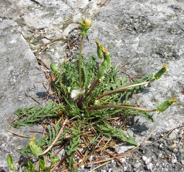 Taraxacum laevigatum (Willd.) DC.