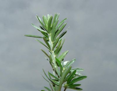 Teline linifolia (L.) Webb & Berthel. subsp. linifolia 