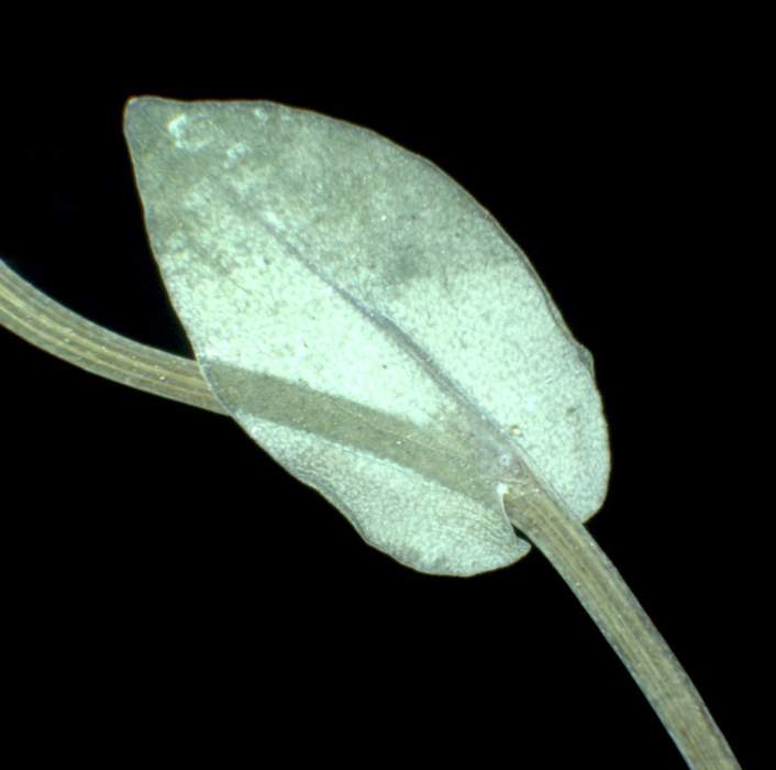 Thlaspi perfoliatum L.