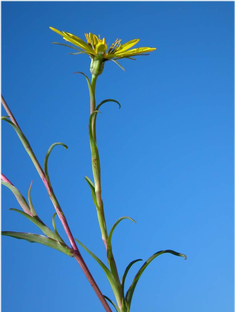 Tragopogon pratensis subsp. orientalis (L.) Celak.