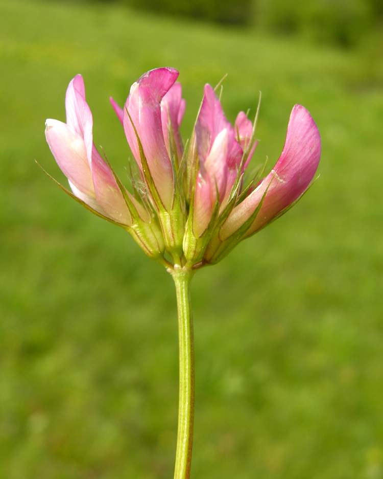 Trifolium alpinum L.