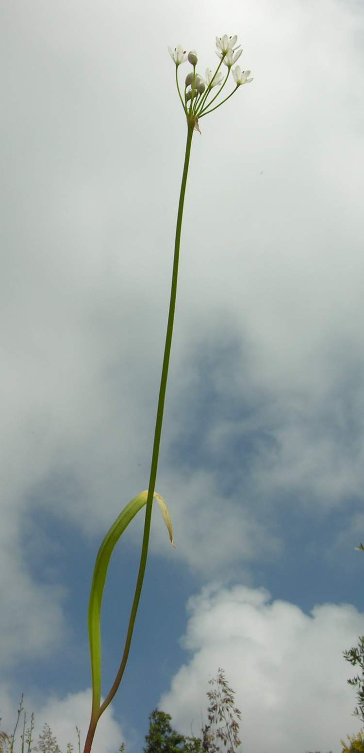 Allium subhirsutum L.