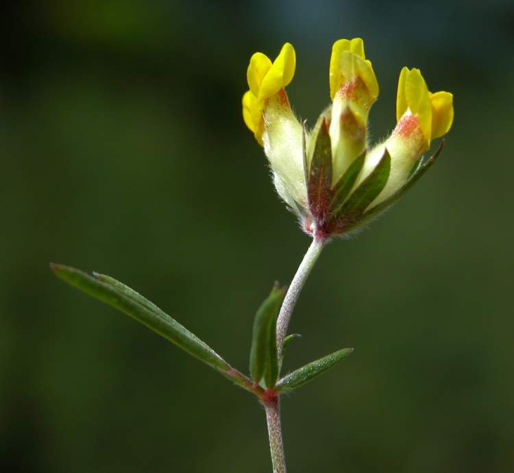 Anthyllis vulneraria subsp. carpatica Anthyllis vulneraria subsp. carpatica