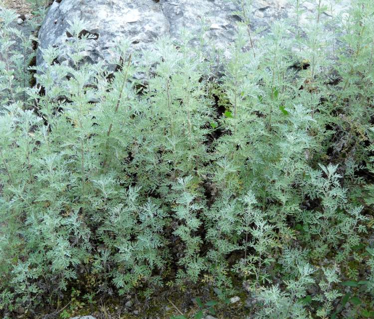 Artemisia pontica L.