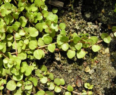 Anagallis tenella