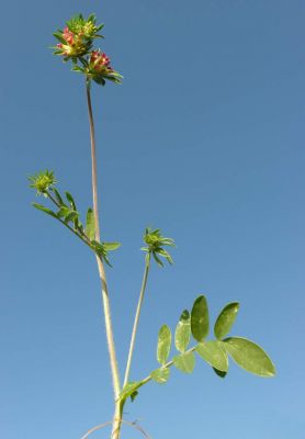 Anthyllis vulneraria subsp. rubriflora - 