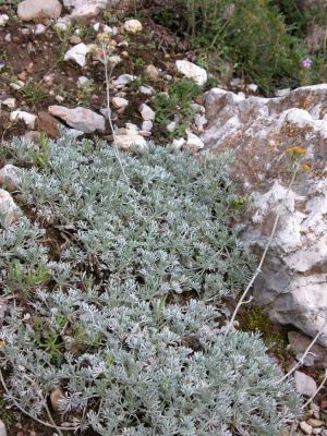 Artemisia glacialis - 