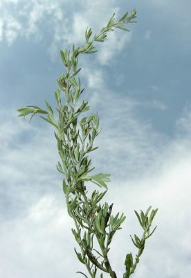 Artemisia umbelliformis subsp. umbelliformis - 