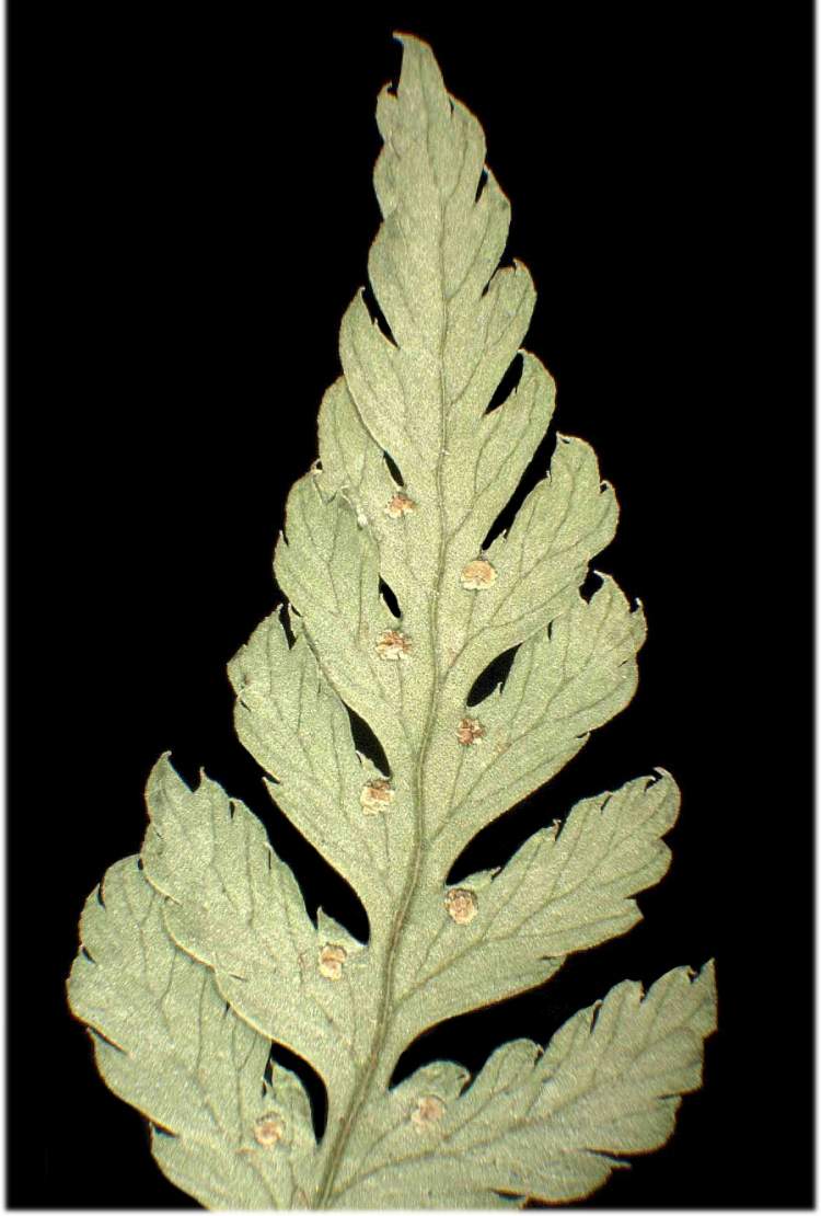 Pseudathyrium alpestre (Hoppe) Newman