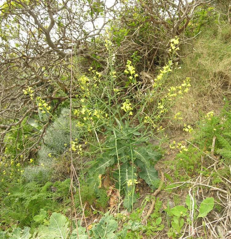 Brassica montana Pourr.