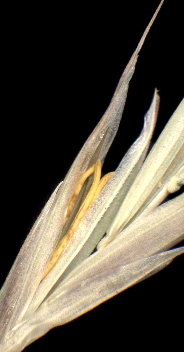 Bromus condensatus subsp. microtrichus Bromus condensatus subsp. microtrichus