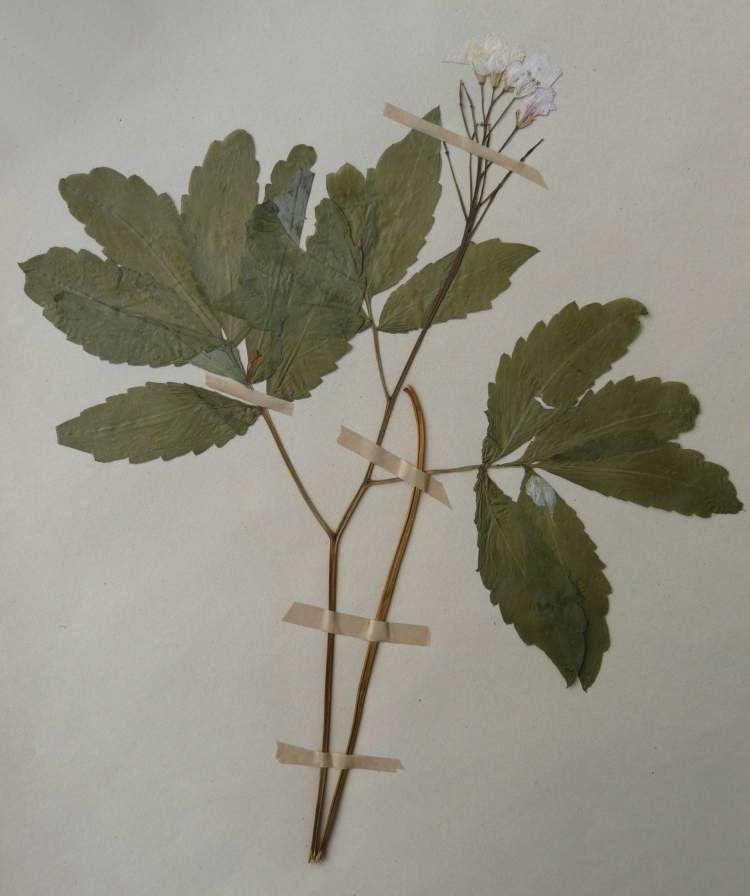Cardamine heptaphylla (Vill.) O. E. Schulz