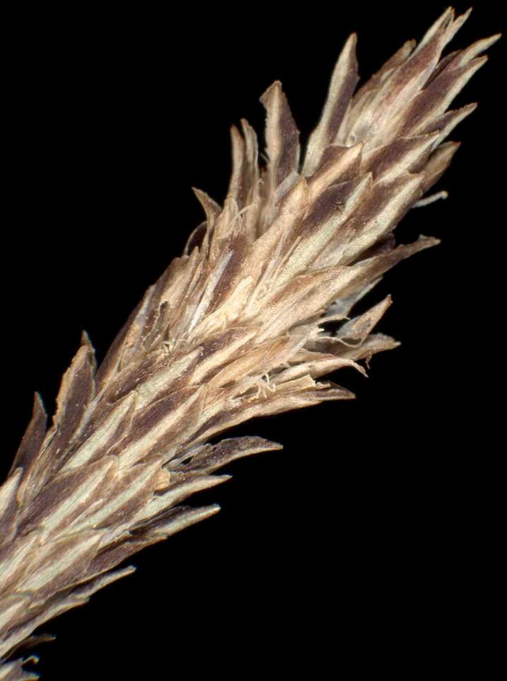 Carex filiformis L.