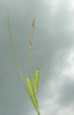 Carex rostrata Stokes