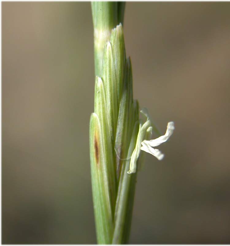 Elymus farctus (Viv.) Runemark ex Melderis subsp. farctus