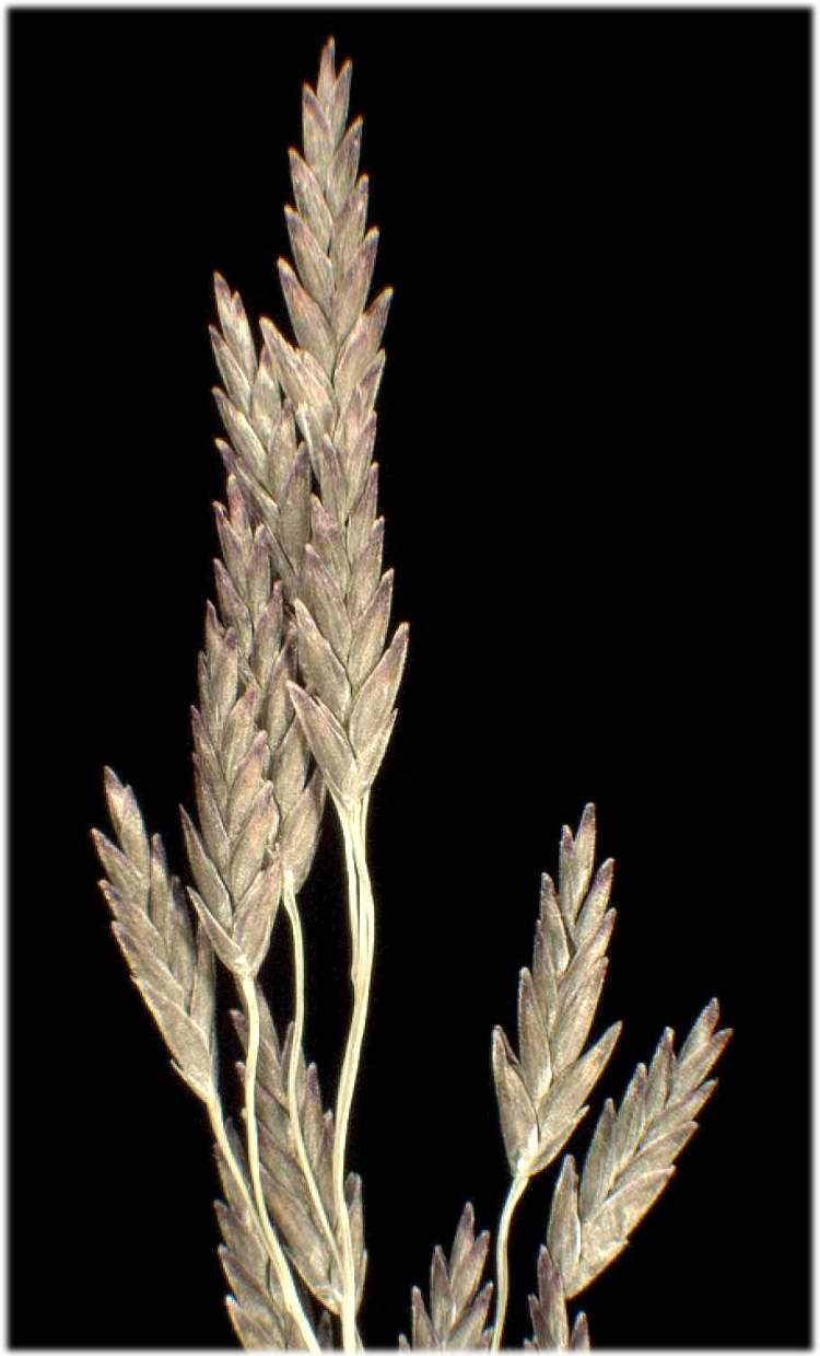 Eragrostis pilosa (L.) P. Beauv.
