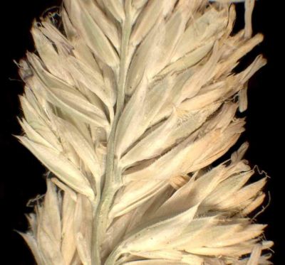 Dactylis glomerata subsp. hispanica