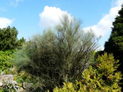 Ephedra nebrodensis subsp. nebrodensis - a