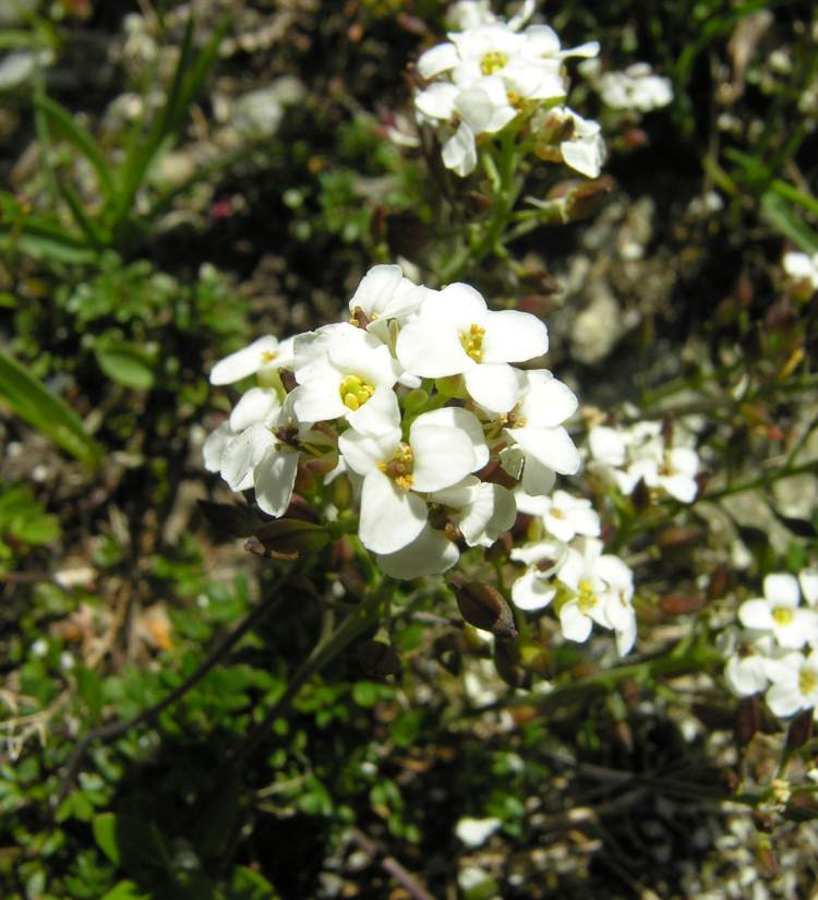 Hornungia alpina (L.) O. Appel subsp. brevicaulis (Spreng.) O. Appel