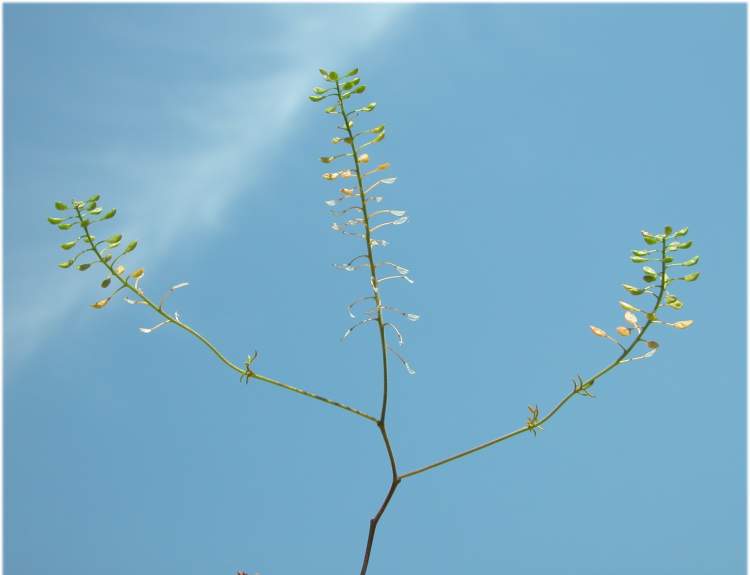 Hornungia petraea (L.) Rchb. subsp. petraea